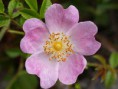 Rosal silvestre